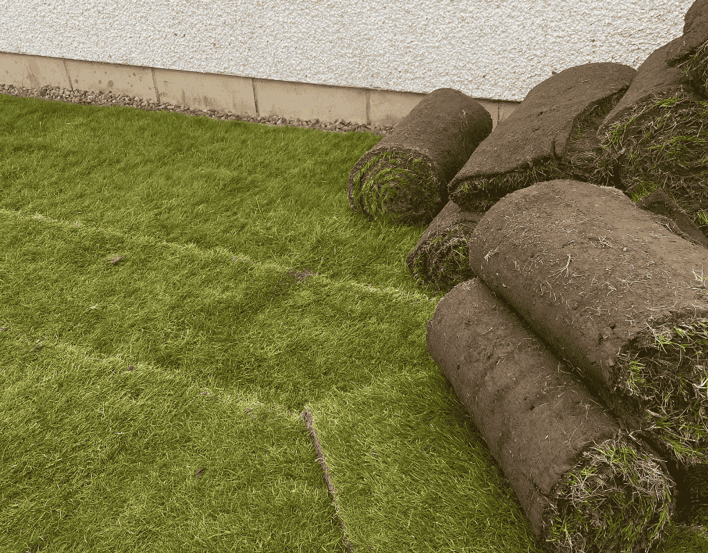Freshly installed turf grass rolls during residential lawn installation project