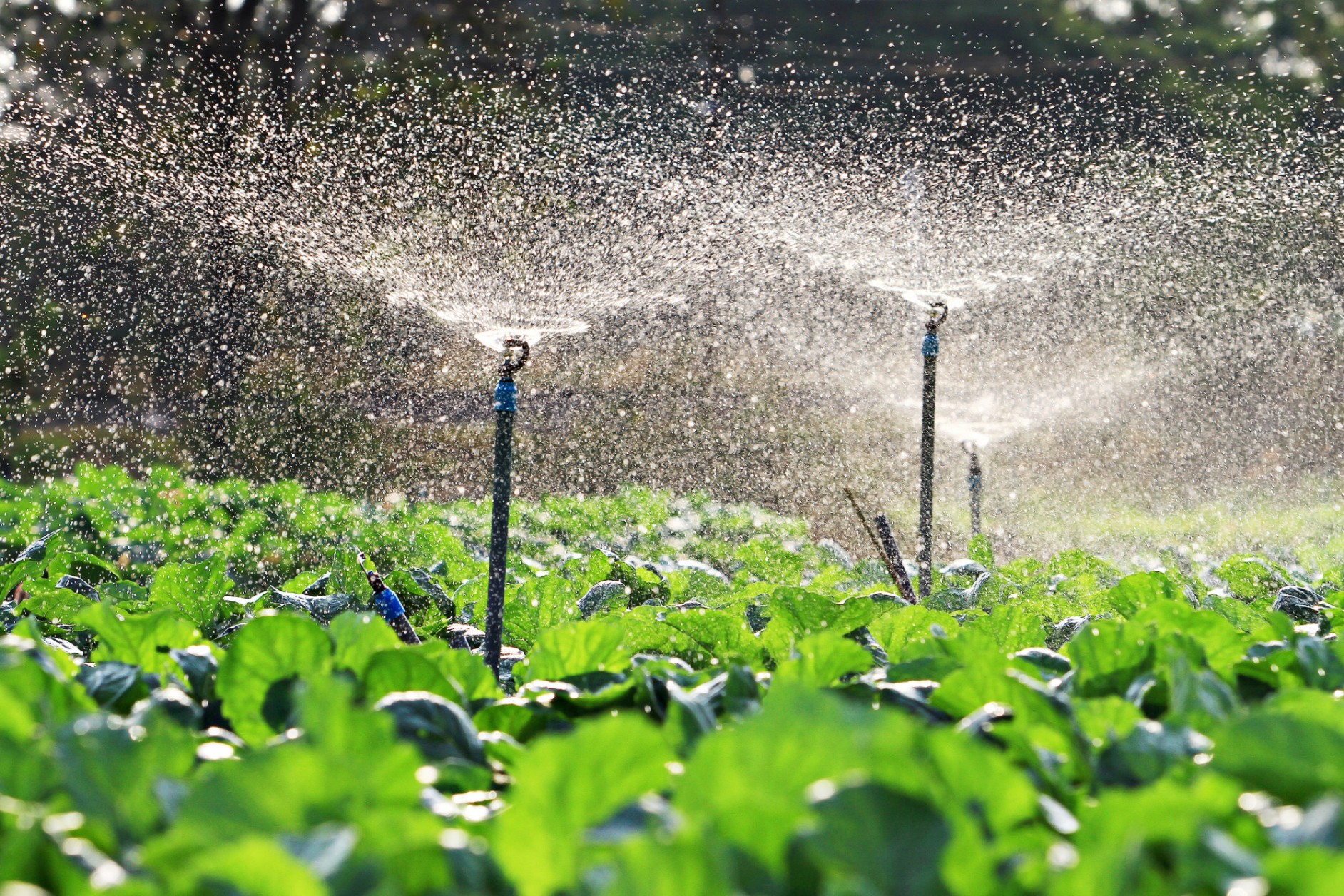 Irrigation